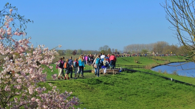 Wandelaars tussen de fruitbloesem in de Betuwe